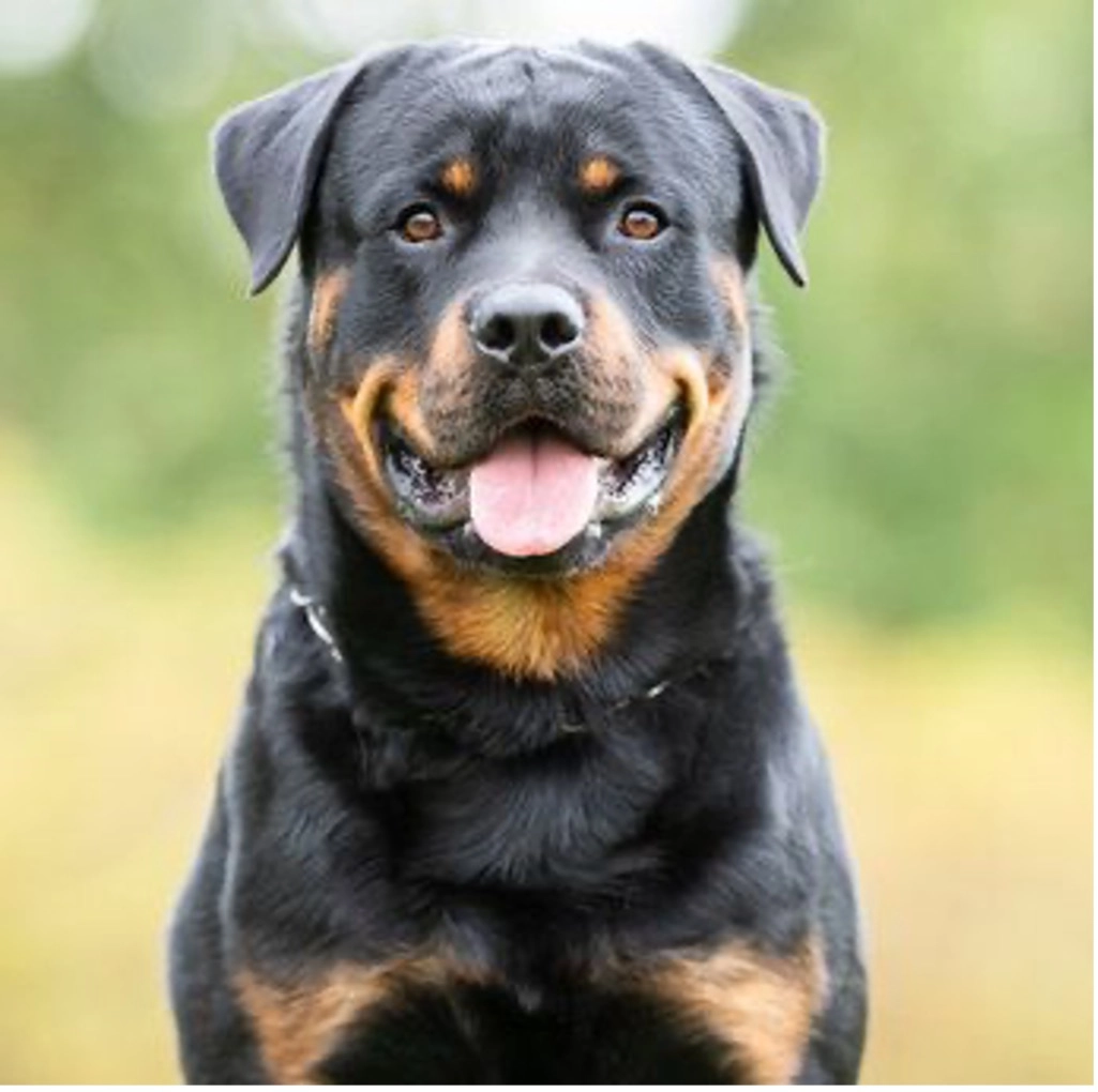 Hundesachverständiger-Tunkl-Hunde